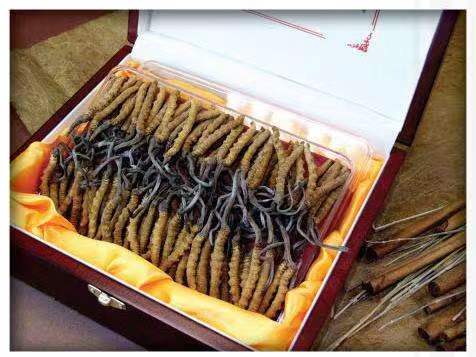 袁州冬虫夏草回收